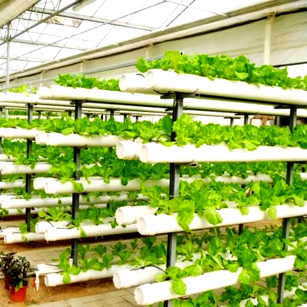 야외 수경 재배 타워 시스템 정원 농업용 무토양 수직  - Hydroponic Tower Garden 리뷰 및 가격