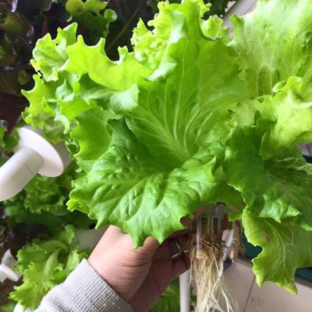 수경재배 시스템 36개 재배 위치 3단 수경재배 시스템 - Hydroponic Growing System 36 Site 리뷰 및 가격