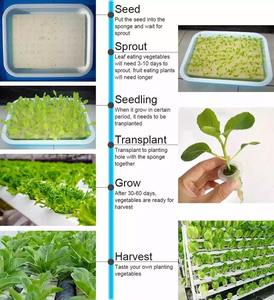 수경 재배 식물 재배기, 자동 수경 재배 시스템, 무토 - Hydroponic Growing System 36 Site 리뷰 및 가격