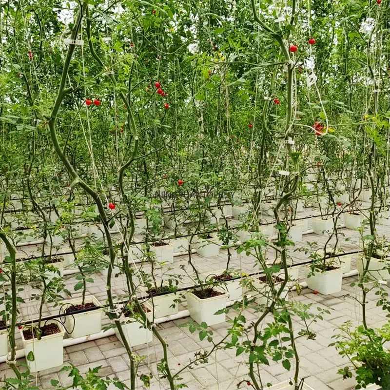 새로운 심층수경재배 5갤런 4 6 8 10 12 사이트 - Dwc Bucket System 5 Gallon 리뷰 및 가격